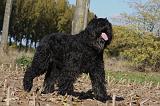 BOUVIER DES FLANDRES 306